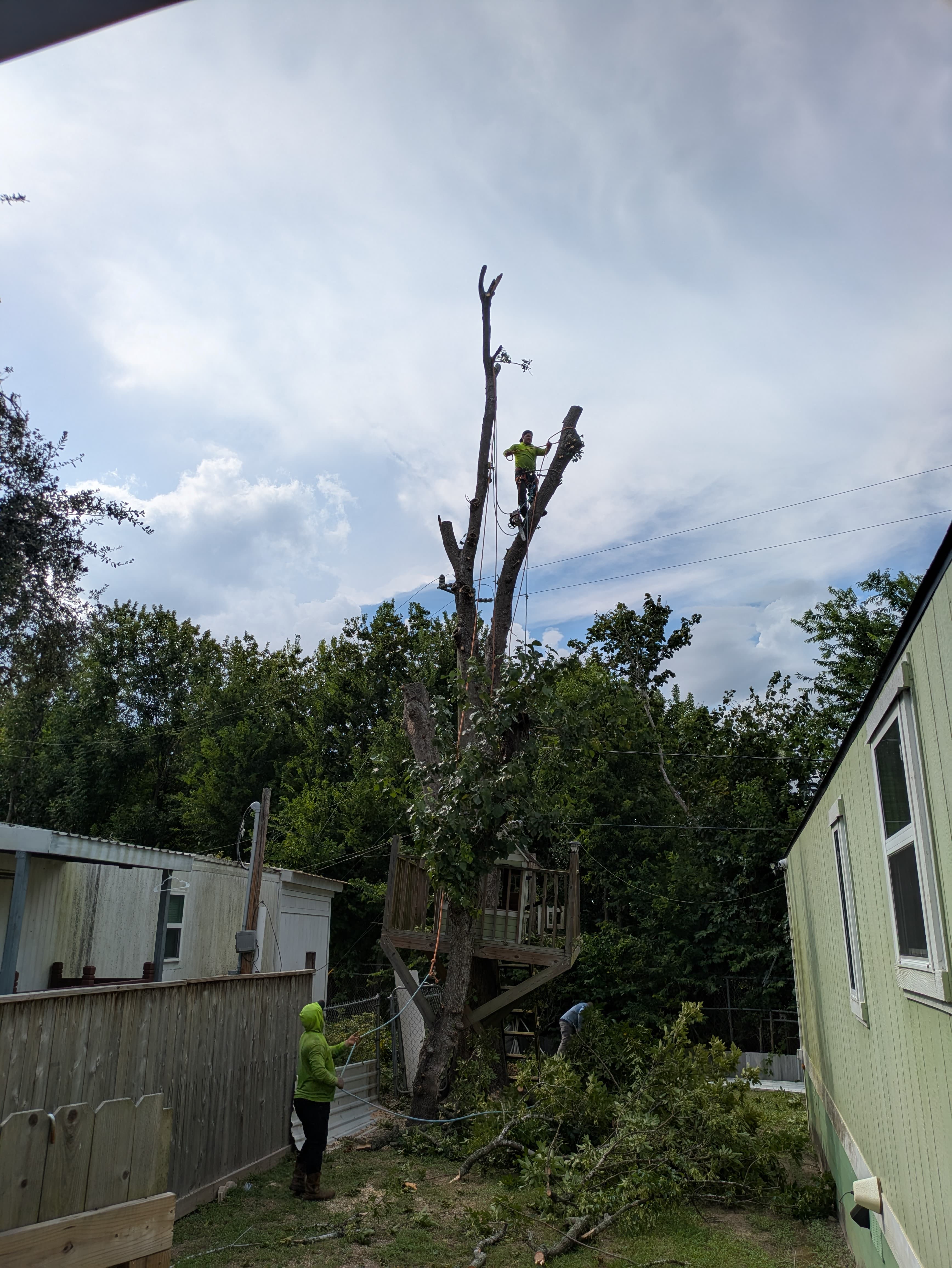 Jimenez Tree Pro crew working