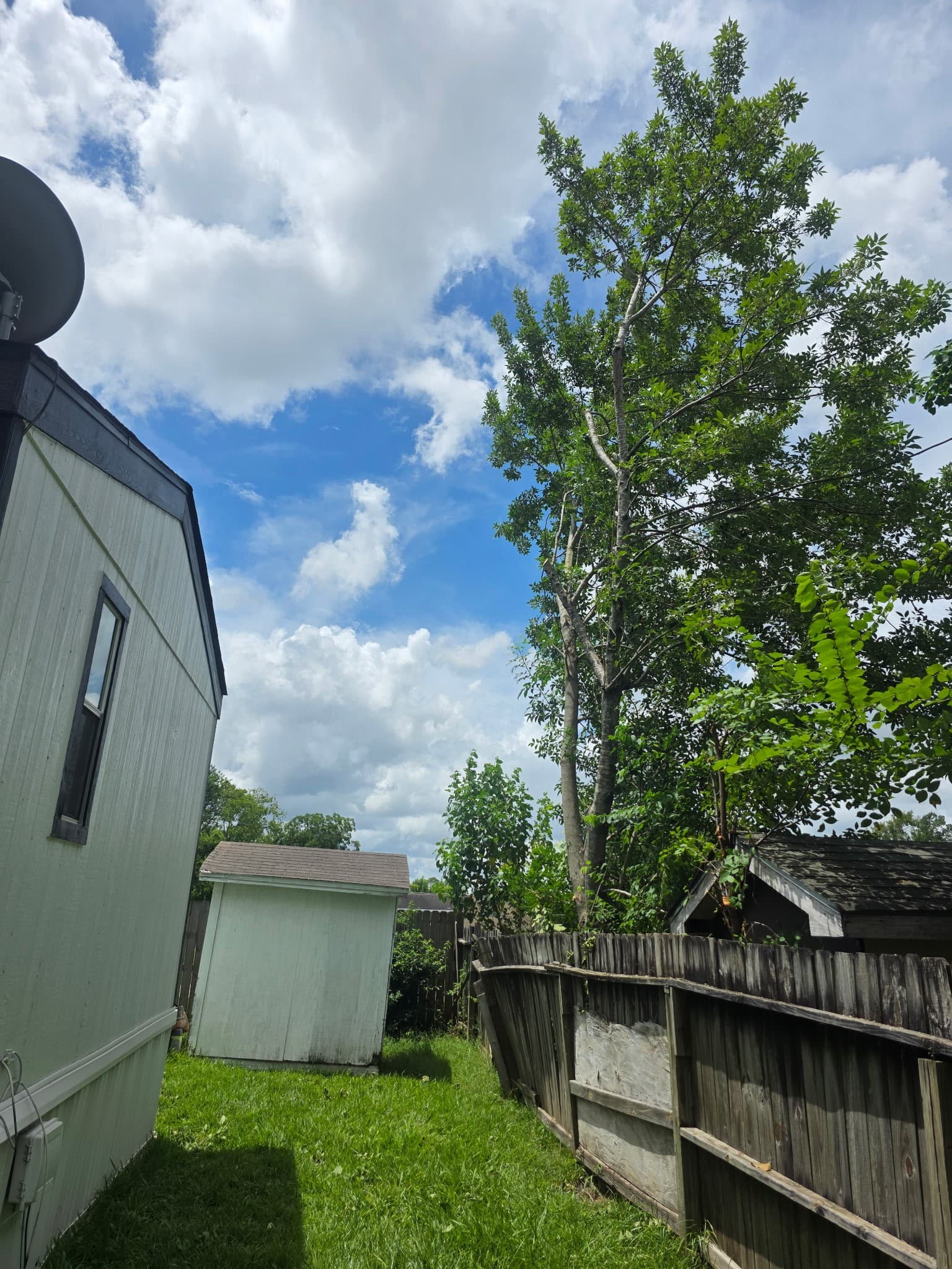 Before - Safe Tree Pruning