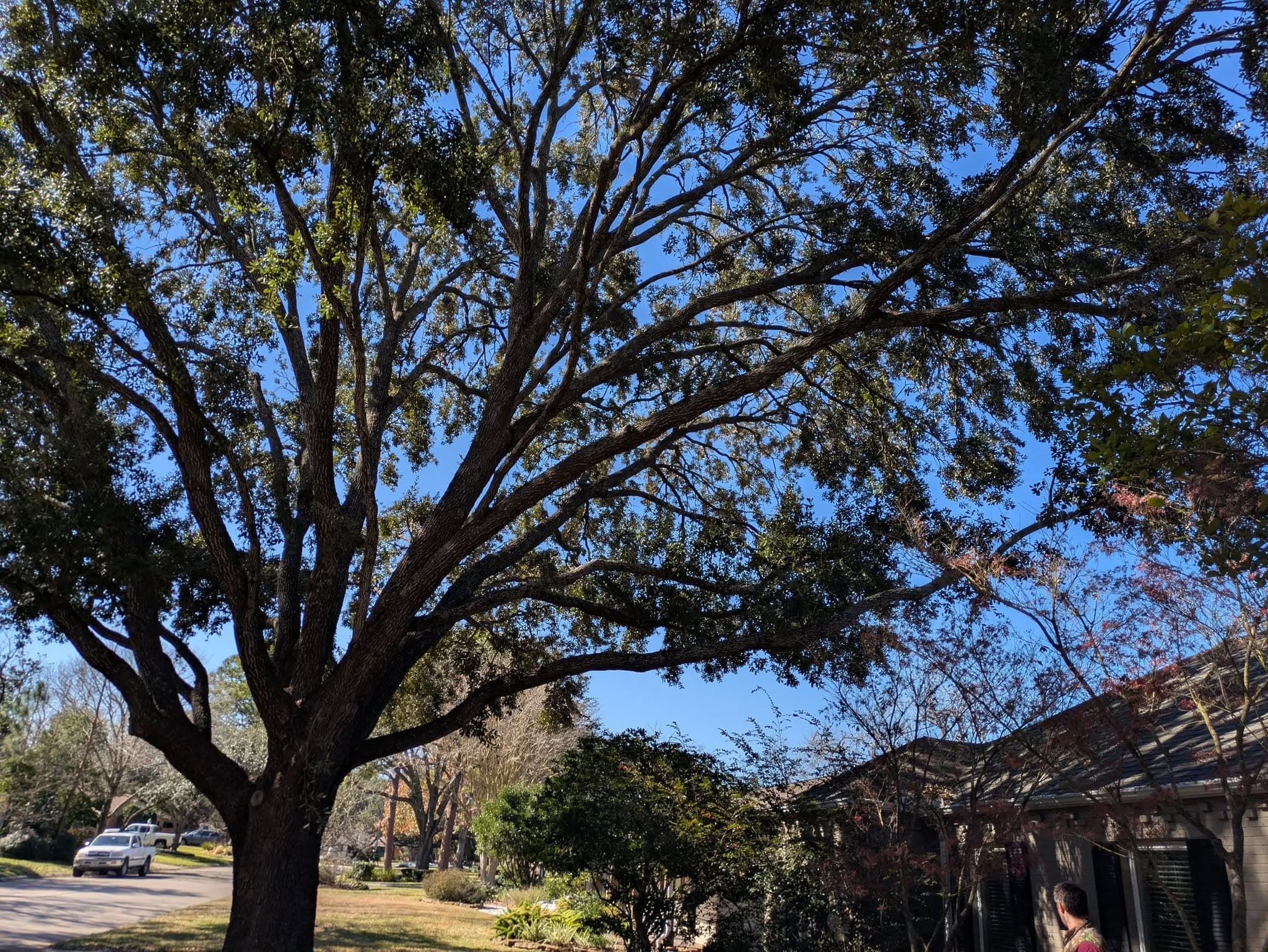 Before - Hurricane Tree Preparation